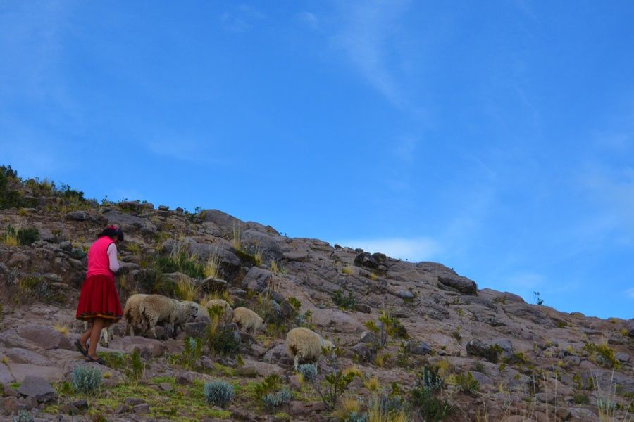 Wypas owiec na wyspie Taquile, jezioro Titicaca (fot. Marta Podleśna-Nowak)