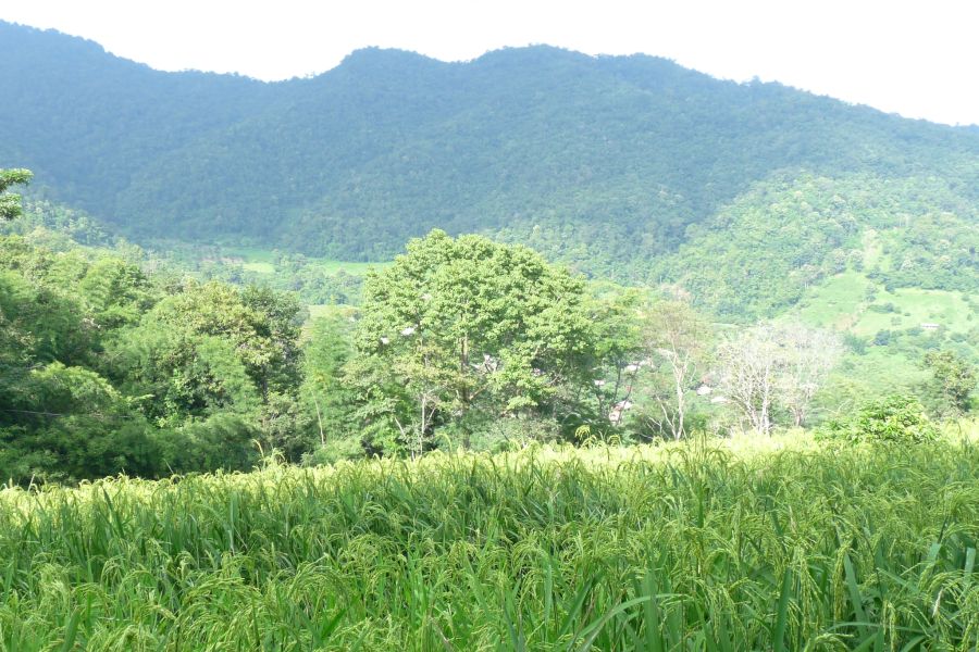 Na trekkingu w okolicy Chiang Mai (fot.Darek Dąbrowski)