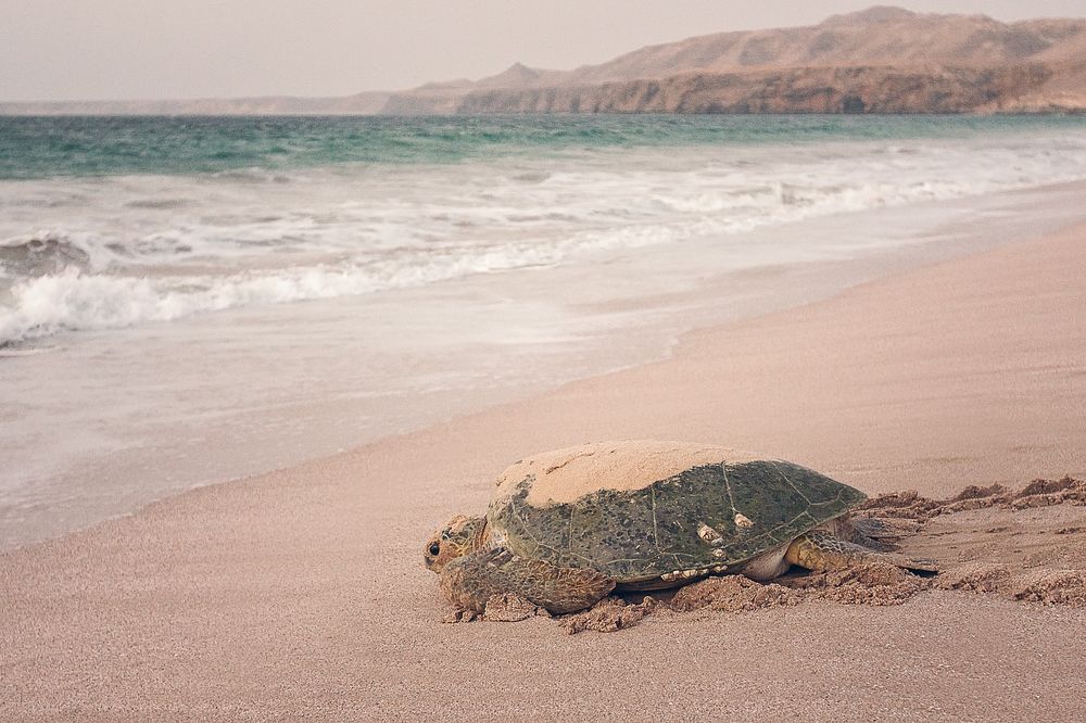 Żółw zielony fot. Beata Muchowska