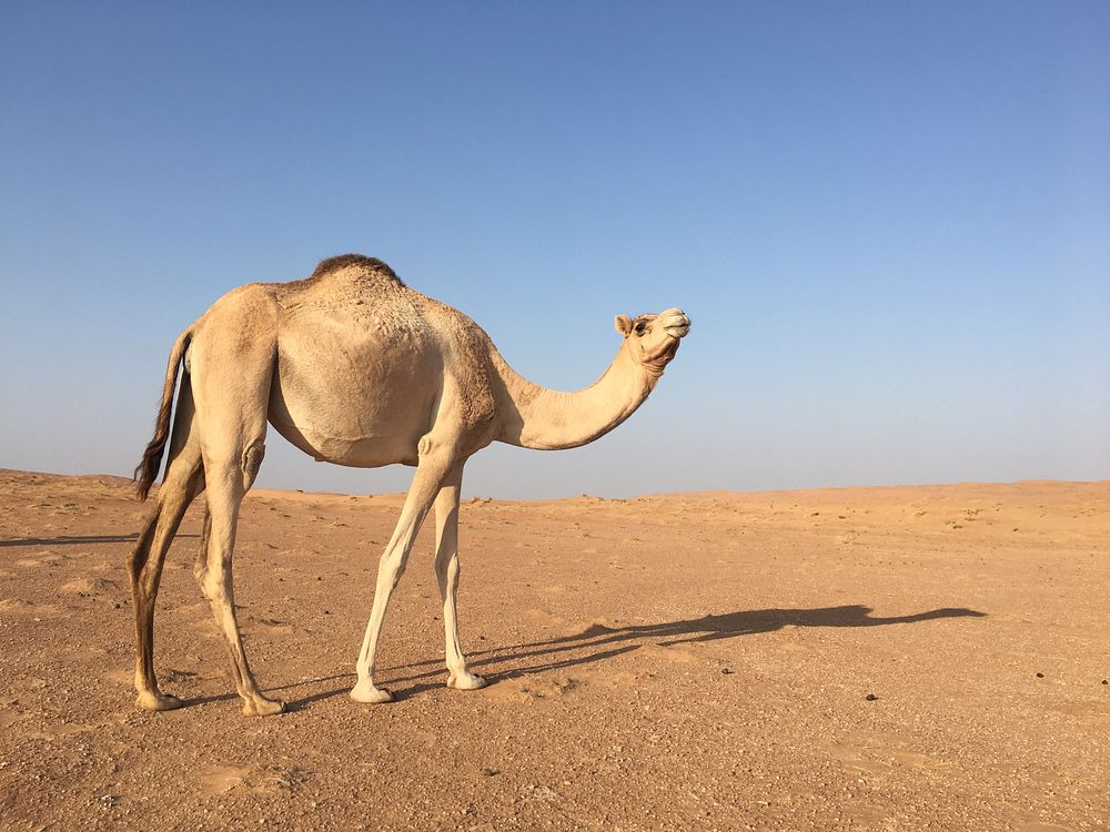 Dromader fot. Beata Muchowska