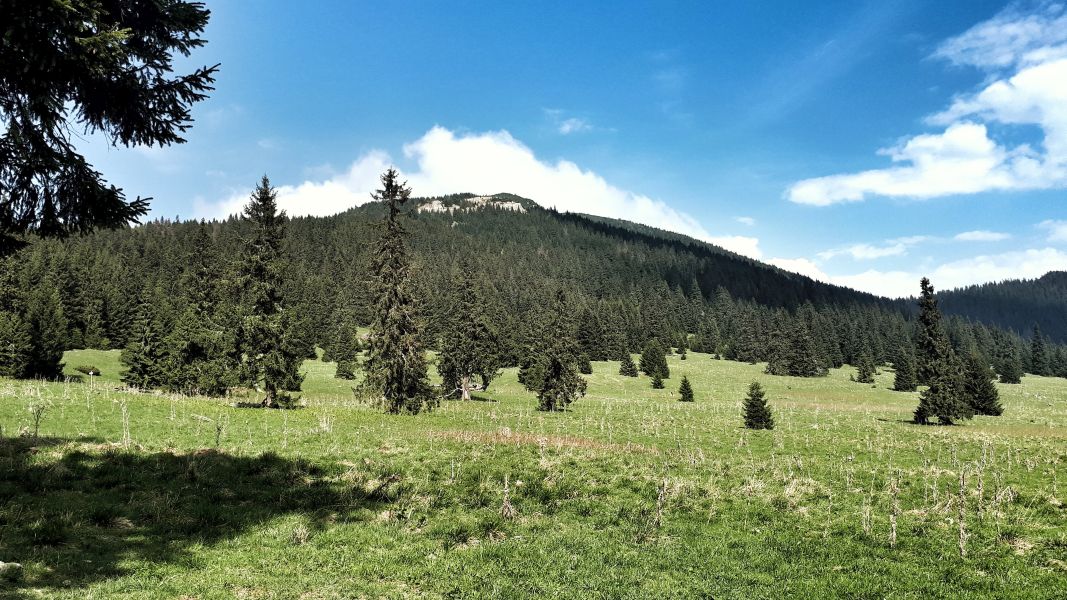 Na Pośredniej Polanie pod Wielkim Choczem (fot. Paweł Klimek)