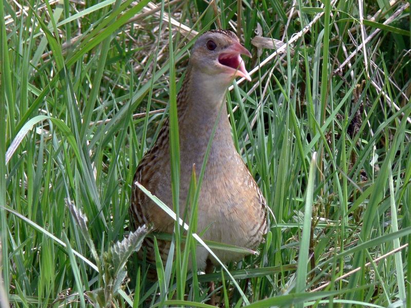 Derkacz (fot. Przemek Kunysz)