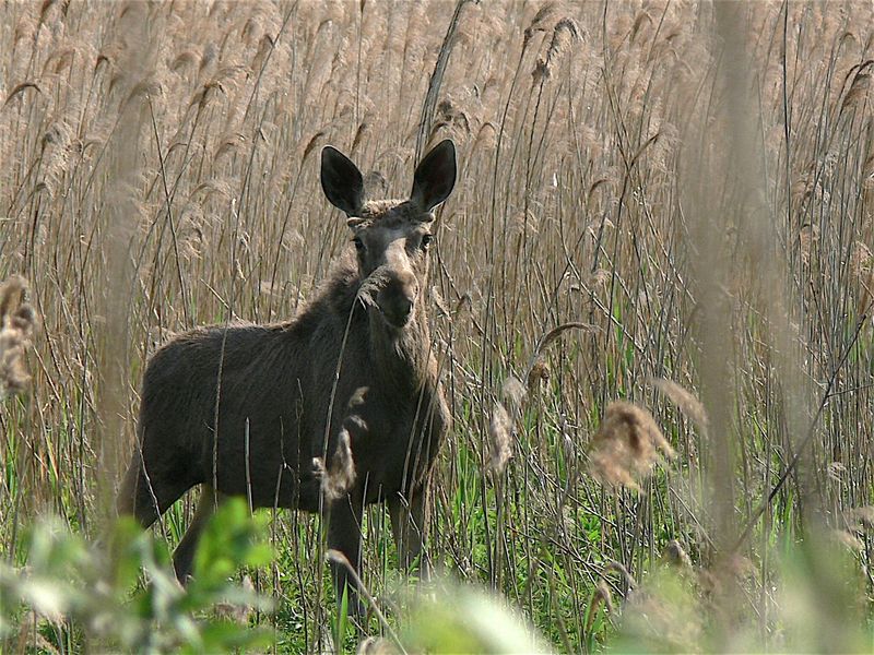 Łoś (Przemek Kunysz)