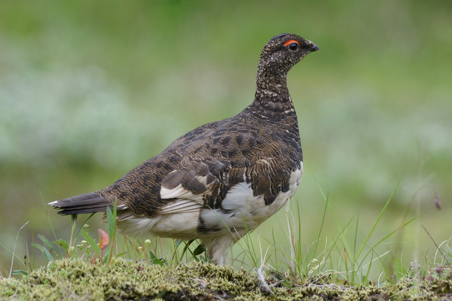 Pardwa górska (fot. Krzysztof Lewandowski)