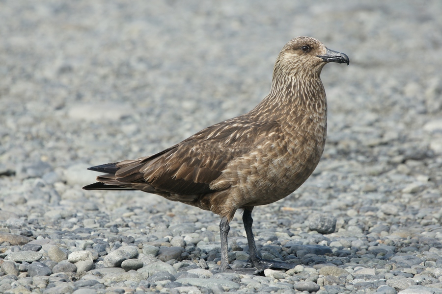 Skua (fot. Krzysztof Lewandowski)