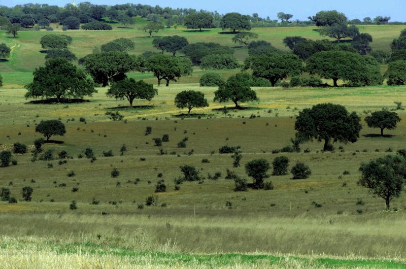 Castro Verde, fot. Samuel Odrzykoski