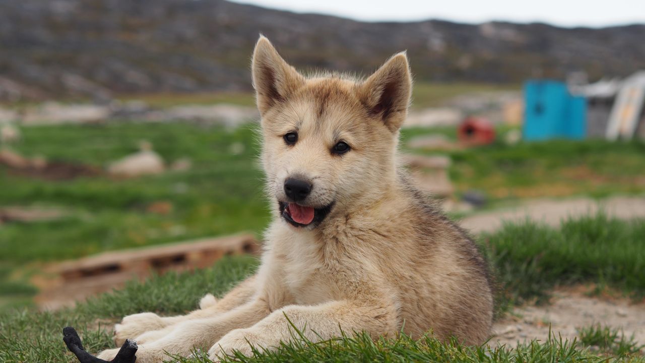 Młody husky cieszący się jeszcze szczenięcą beztroską, fot. Samuel Odrzykoski