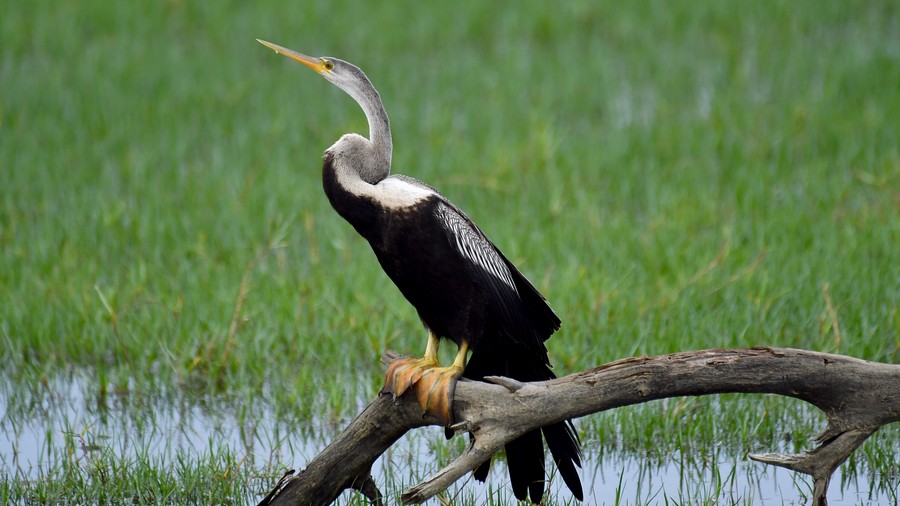 Wężówka indyjska (Anhinga melanogaster) fot. J.Betleja