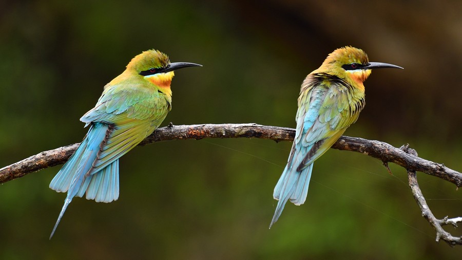 Żołna modrosterna (Merops philippinus) fot. J.Betleja