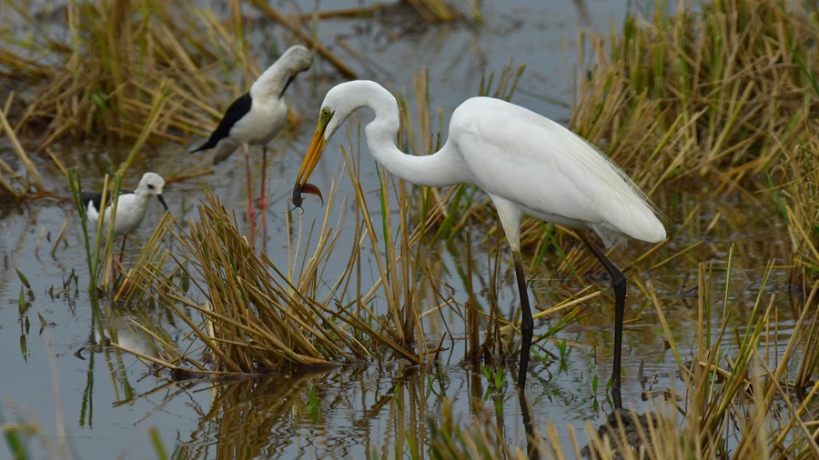 Czapla biała (Ardea alba) i szczudłaki (Himantopus himantopus) fot. J.Betleja