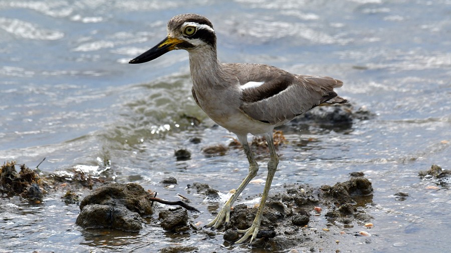 Kulon wielkodzioby (Esacus recurvirostris) fot. J.Betleja