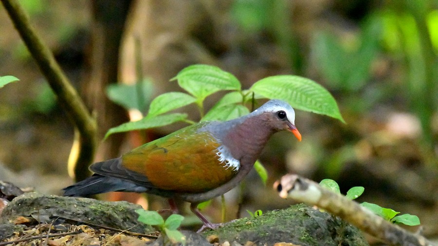 Miedzianka szmaragdowa (Chalcophaps indica) fot. J.Betleja