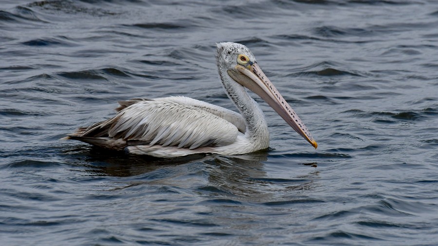 Pelikan indyjski (Pelecanus philippensis) fot. J.Betleja