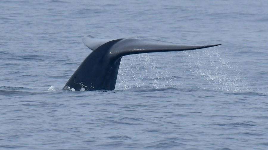 Płetwal błękitny (Balaenoptera musculus) fot. J.Betleja