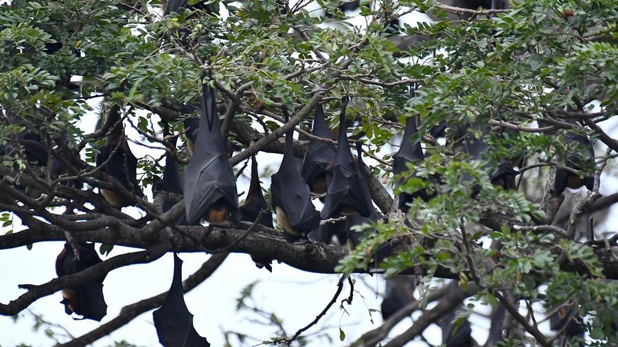 Rudawka wielka (Pteropus giganteus) fot. J.Betleja