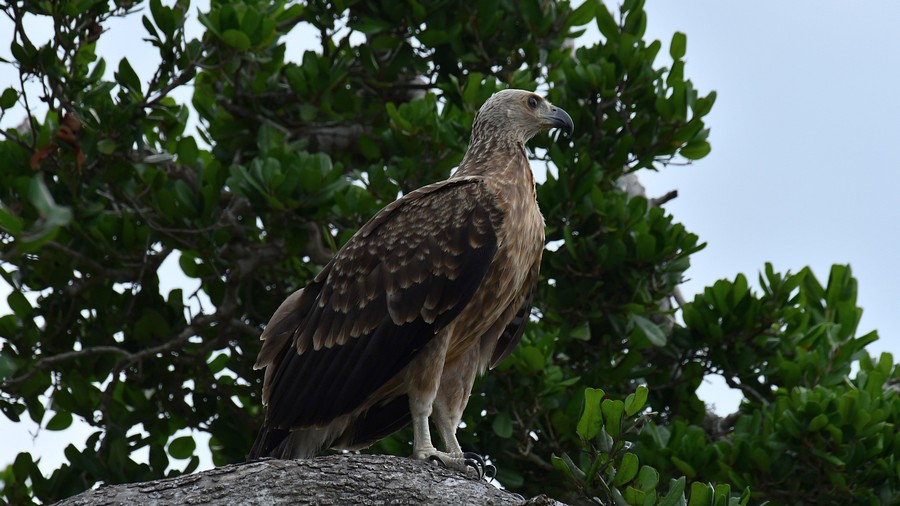 Rybożer białosterny (Icthyophaga ichthyaetus) fot. J.Betleja