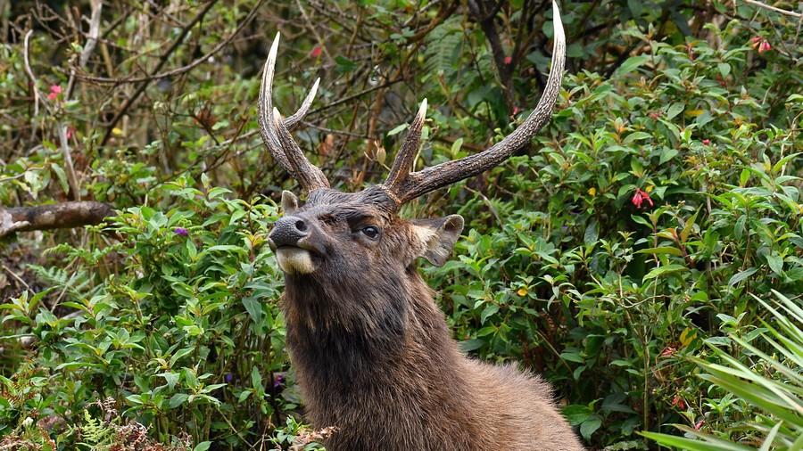 Sambar indyjski (Rusa unicolor) fot. J.Betleja