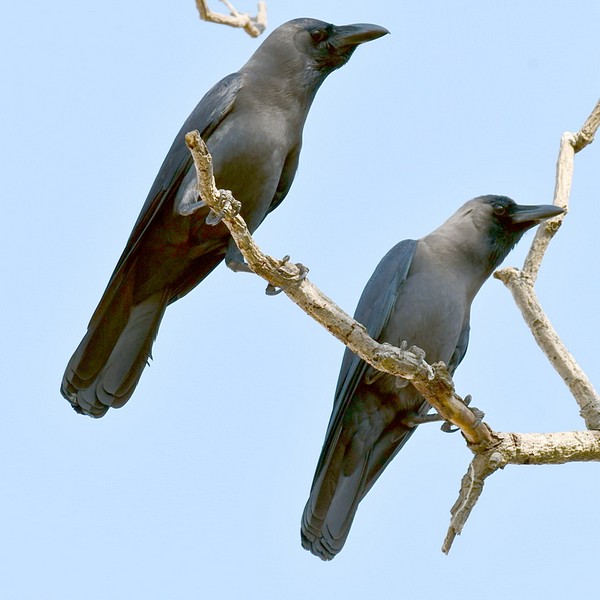 Wrona orientalna (Corvus slendens) fot. J.Betleja