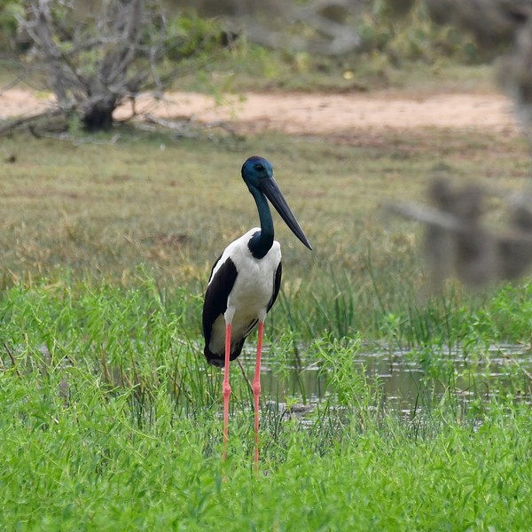 Żabiru czerwononogi (Ephippiorhynchus asiaticus) fot. J.Betleja