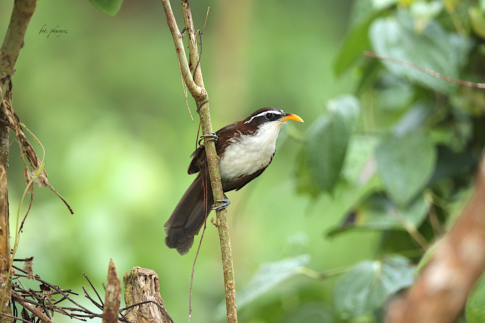 Łączniak cejloński (Sri Lanka scimitar babbler), fot P. Kunysz