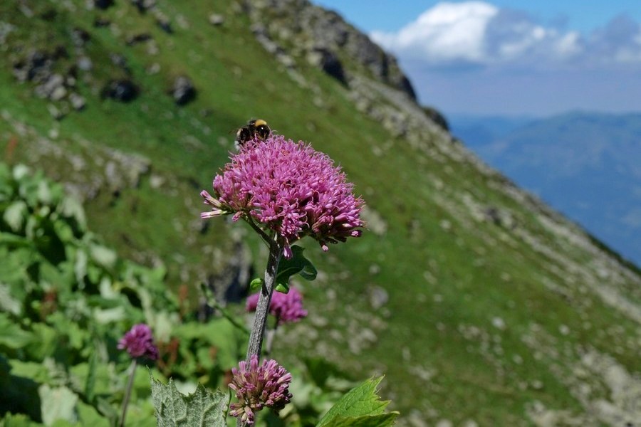 Lato pod Pietrosulem… (fot. Paweł Klimek)