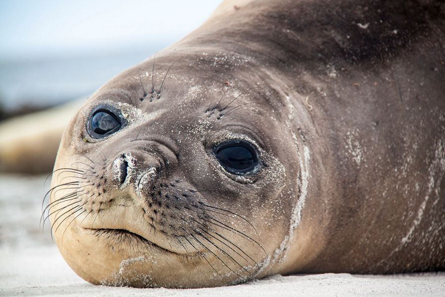 fot. Andy Pollard - Lew morski, wyspa Sea Lion