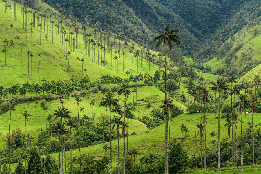 Dolina Cocora