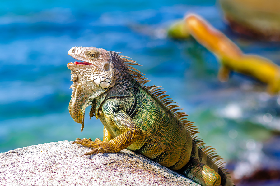 Park Narodowy Tayrona