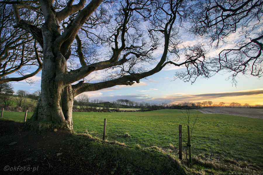 Dark Hedges, fot. S. Adamczak