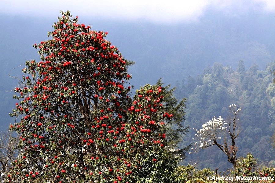 Kwitnące rododendrony i magnolie na trekkingu pod przełęcz Goecha La