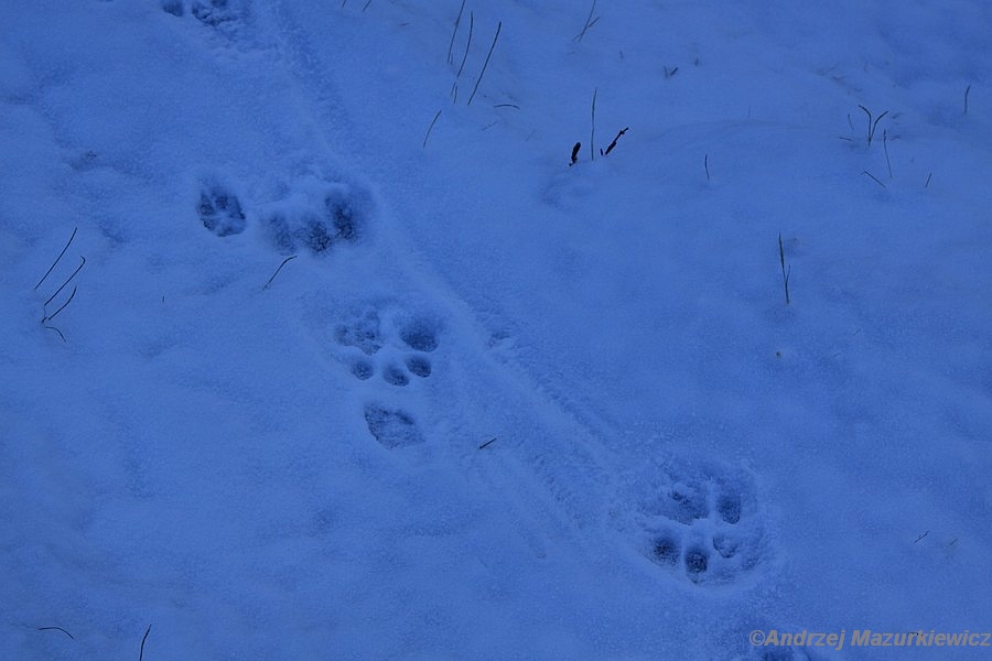 Czyżby ślad śnieżnej pantery?