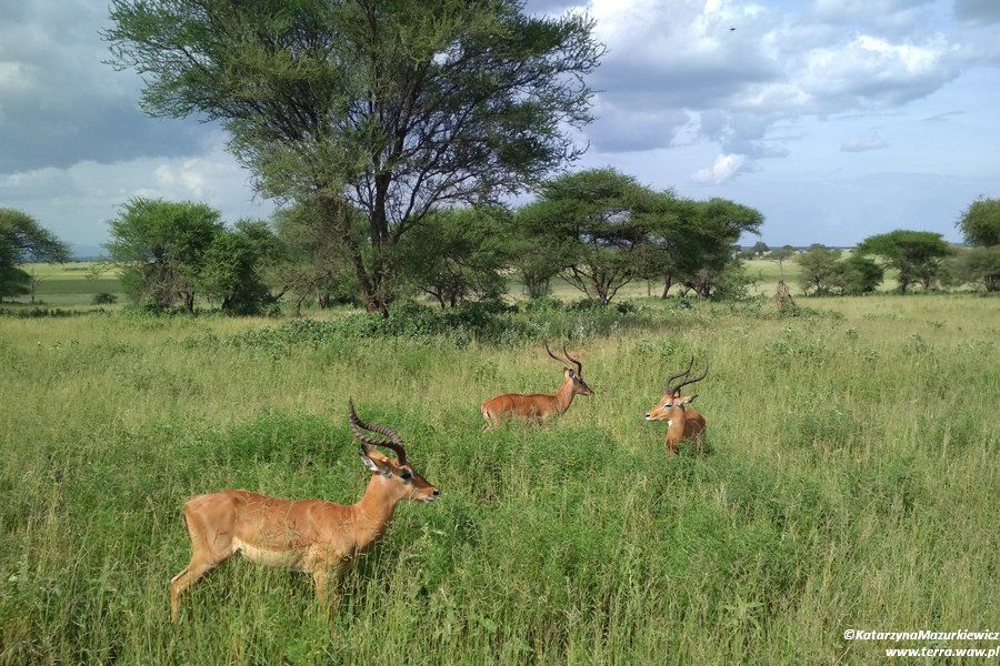 Gazele Impala w PN Tarangire