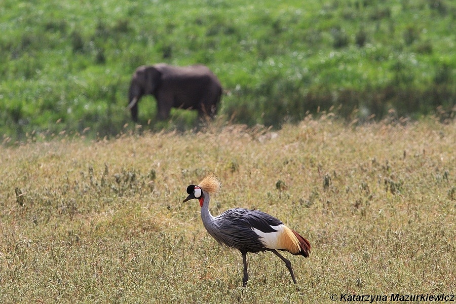 PN Ngorongoro