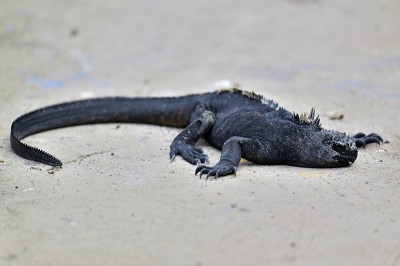 Legwan morski (Amblyrhynchus cristatus), Galapagos, fot. Marek Klęk