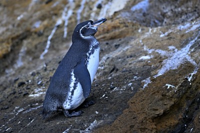 Pingwin równikowy (Spheniscus mendiculus) Galapagos, fot. Marek Klęk