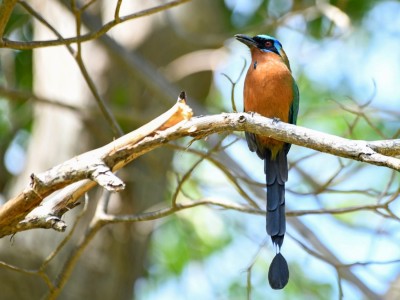 Piłodziób rdzawobrzuchy (Momotus subrufescens)