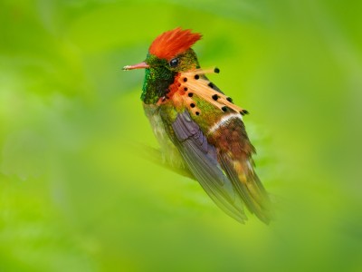 Sylfik strojny (Lophornis ornatus)