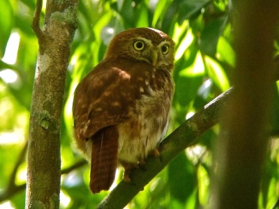 Sóweczka kreskowana