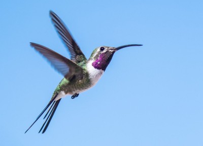 Koliberek widłosterny