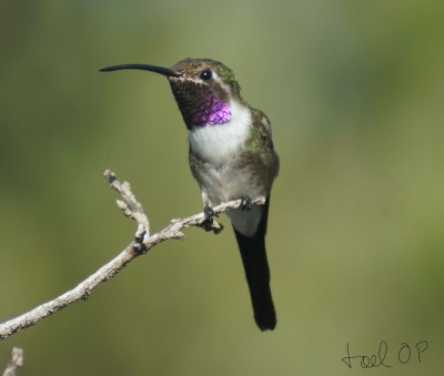 Koliberek widłosterny