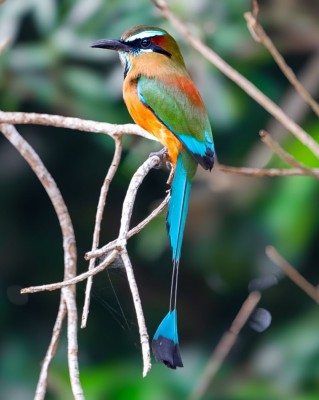 Piłodziób czarnogardły