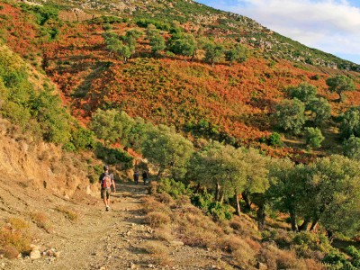Wędrówka wśród drzew oliwnych (fot. Ana Shtrepi) Wędrówka wśród drzew oliwnych (fot. Ana Shtrepi)