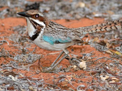 Dziwokraska (fot. Artur Bujanowicz)