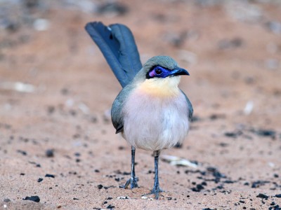 Kuja żółtogardła (fot. Artur Bujanowicz)