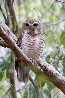 Pójdzka białobrewa (fot. Artur Bujanowicz)