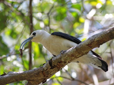 Wanga sierpodzioba (fot. Artur Bujanowicz)