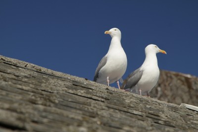 Mewy na dachu rorbu, fot. S. Adamczak