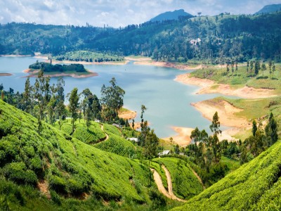 Plantacje herbaty w okolicach Nuwara Eliya