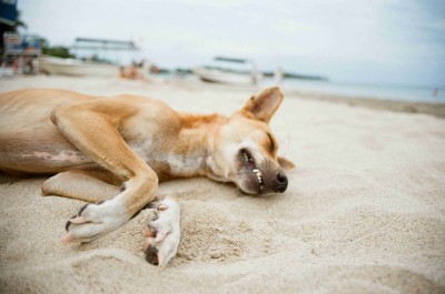 Relaks na plaży fot. Julia Przepolska