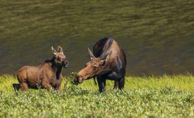 Klempa z młodym w trawie